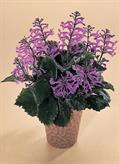 Plectranthus hybrid